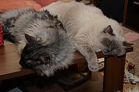 nickybaer_katzenfoto_201301_008