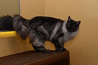 nickybaer_katzenfoto_201301_009