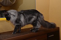 nickybaer_katzenfoto_201301_011