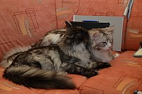 nickybaer_katzenfoto_201301_026