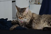 nickybaer_katzenfoto_201304_023