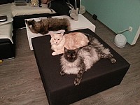 nickybaer_katzenfoto_201305_005