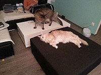 nickybaer_katzenfoto_201305_006