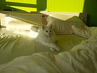 nickybaer_katzenfoto_201305_008