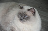 nickybaer_katzenfoto_201305_014