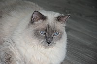 nickybaer_katzenfoto_201305_015