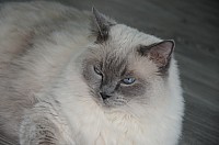 nickybaer_katzenfoto_201305_016