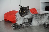 nickybaer_katzenfoto_201305_017