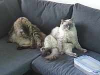 nickybaer_katzenfoto_201305_019