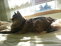 nickybaer_katzenfoto_201305_020