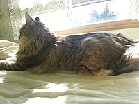 nickybaer_katzenfoto_201305_021