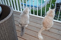 nickybaer_katzenfoto_201305_022