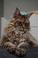 nickybaer_katzenfoto_201306_009