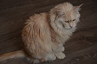 nickybaer_katzenfoto_201306_012