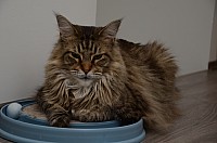 nickybaer_katzenfoto_201306_017