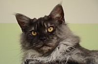 nickybaer_katzenfoto_201306_040