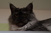 nickybaer_katzenfoto_201306_046