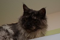 nickybaer_katzenfoto_201306_052