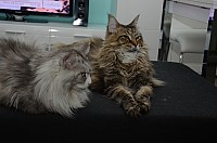 nickybaer_katzenfoto_201306_055