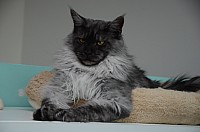 nickybaer_katzenfoto_201307_001