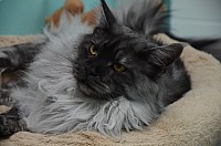 nickybaer_katzenfoto_201307_003