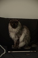 nickybaer_katzenfoto_201307_007