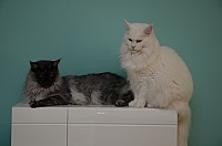 nickybaer_katzenfoto_201307_009