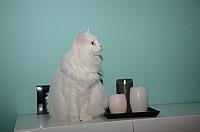 nickybaer_katzenfoto_201308_014