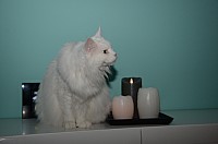 nickybaer_katzenfoto_201308_015