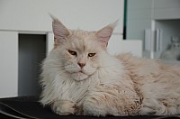 nickybaer_katzenfoto_201309_005