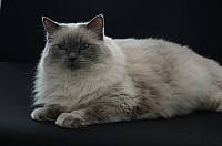 nickybaer_katzenfoto_201309_006