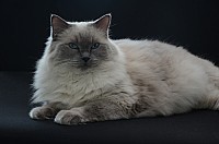 nickybaer_katzenfoto_201309_008