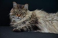 nickybaer_katzenfoto_201309_010