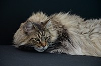 nickybaer_katzenfoto_201309_011