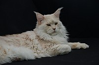 nickybaer_katzenfoto_201309_012