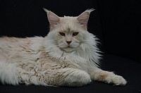 nickybaer_katzenfoto_201309_013