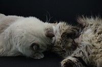 nickybaer_katzenfoto_201309_015