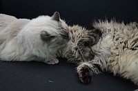 nickybaer_katzenfoto_201309_016