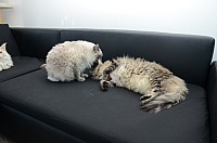 nickybaer_katzenfoto_201309_018