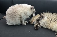 nickybaer_katzenfoto_201309_019