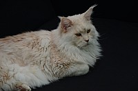 nickybaer_katzenfoto_201309_020