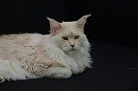 nickybaer_katzenfoto_201309_021