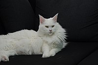 nickybaer_katzenfoto_201309_024