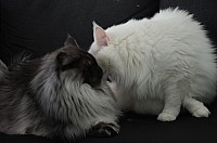 nickybaer_katzenfoto_201309_032