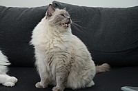 nickybaer_katzenfoto_201309_033