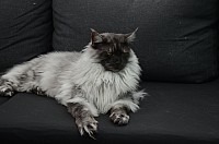 nickybaer_katzenfoto_201309_034