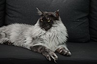 nickybaer_katzenfoto_201309_035