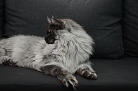 nickybaer_katzenfoto_201309_036