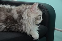 nickybaer_katzenfoto_201309_038