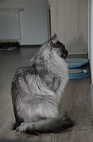 nickybaer_katzenfoto_201309_040